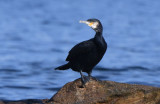 Great Cormorant 0717-2j Bird Islands, NS
