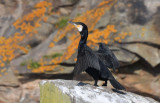 Great Cormorant 0717-3j Bird Islands, NS