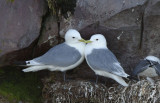 Black-legged Kittiwakes 0717-5j Cape St. Mary, NL