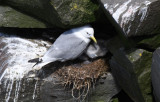 Black-legged Kittiwake 0717-3j Cape St. Mary, NL