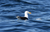 Greater Black-backed Gull 0717-1j Witless Bay, NL
