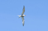 Arctic Tern 0717-1j Machias Seal Island, NB