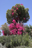 2 weeks in Crete - Visiting the ruins of the minoan site of Phaistos