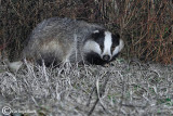 Tasso-European Badger (Meles meles)