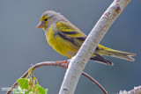 Venturone-Citril Finch (Serinus citrinella)