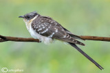 Cuculo dal ciuffo-Great Spotted Cuckoo (Clamator glandarius)