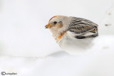 Zigolo delle nevi -Snow Bunting (Plectrophenax nivalis)