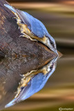 Picchio muratore-Eurasian Nuthatch (Sitta europaea)