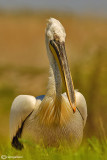 Pellicano riccio- Dalmatian Pelican (Pelecanus crispus)