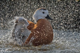 Casarca-Ruddy Shelduck (Tadorna ferruginea)