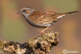 Passera scopaiola-Dunnock (Prunella modularis)
