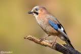 Ghiandaia -Eurasian Jay(Garrulus glandarius)