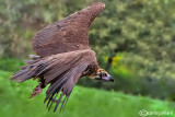 Avvoltoio monaco -Black Vulture (Aegypius monachus)