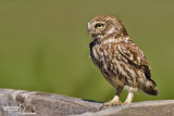 Civetta-Little Owl (Athene noctua)