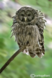 Allocco degli Urali - Ural Owl (Strix uralensis)