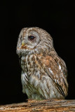 Allocco-Tawny Owl (Strix aluco)