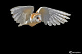 Barbagianni - Barn Owl (Tyto alba)