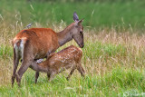 Cervo-Red deer (Cervus elaphus)