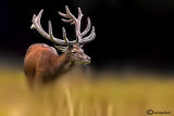 Cervo-Red deer (Cervus elaphus)