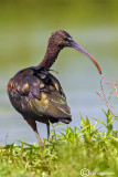 Mignattaio -Glossy Ibis (Plegadis falcinellus)