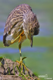 Nitticora- Night-Heron (Nycticorax nycticorax)