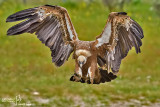 Grifone - Griffon Vulture (Gyps fulvus)