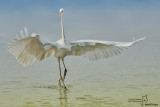 Airone bianco maggiore-Great Egret (Ardea alba)