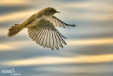 Luì piccolo-Common Chiffchaff (Phylloscopus collybita)