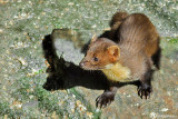 Martora - Pine marten (Martes martes)