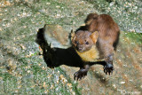 Martora - Pine marten (Martes martes)
