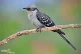 Cuculo dal ciuffo-Great Spotted Cuckoo (Clamator glandarius)