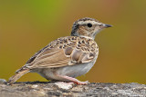 Tottavilla-Wood Lark (Lullula arborea)