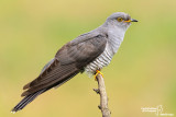 Cuculo-Common Cuckoo (Cuculus canorus)