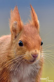 Scoiattolo rosso - Red squirrel - (Sciurus vulgaris)