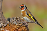 Cardellino -European Goldfinch (Carduelis carduelis)