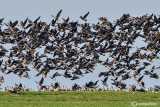 Oca collorosso-Red-breasted Goose (Branta ruficollis)