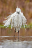 Garzetta- Little Egret (Egretta garzetta)