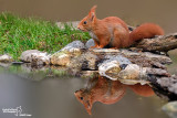 Scoiattolo rosso - Red squirrel - (Sciurus vulgaris)