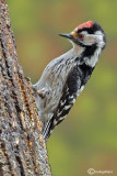 Picchio rosso minore -Lesser Spotted Woodpecker (Dendrocopos minor)