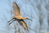 Spatola-Eurasian Spoonbill (Platalea leucorodia)