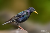 Storno -Starling (Sturnus vulgaris)