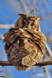 Gufo comune-Long-eared Owl (Asio otus)