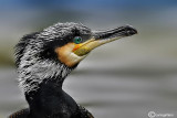 Cormorano- Great Cormorant (Phalacrocorax carbo)