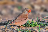 Trombettiere -Trumpeter Finch(Rhodopechys githaginea)