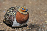 Grandule-Pin-tailed Sandgrouse (Pterocles alchata)