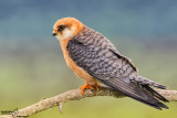 Falco cuculo- Red-footed Falcon (Falco vespertinus)