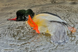 Anatidae