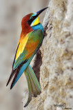 Gruccione-European Bee-eater (Merops apiaster)