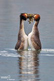 Svasso Maggiore-Great Crested Grebe (Podiceps cristatus)