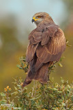 Nibbio bruno-Black Kite (Milvus migrans)